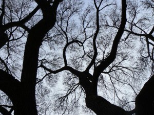 trees-and-sky-at-winters-end-justin-junge